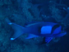 Pseudanthias pleurotaenia