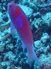 Pseudanthias pleurotaenia