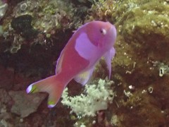Pseudanthias pleurotaenia