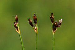 Juncus drummondii