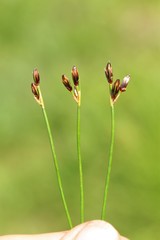Juncus drummondii
