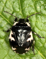 Tritomegas rotundipennis