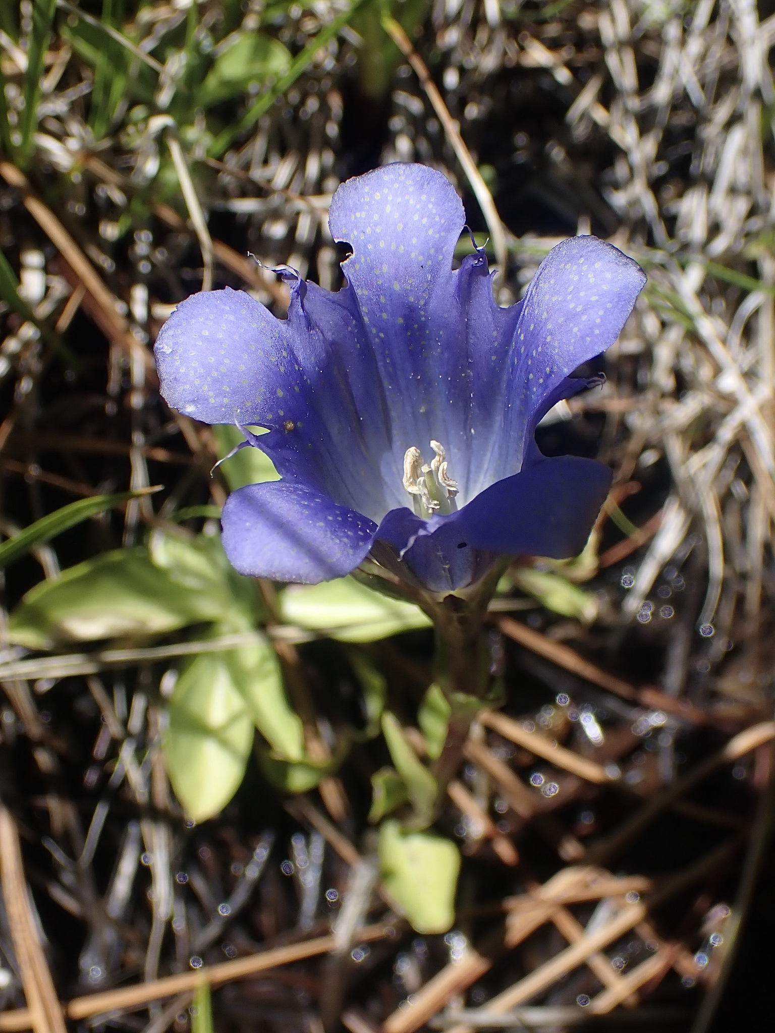 Gentiana newberryi var. newberryi