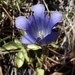 Alpine Gentian - Photo (c) Morgan Stickrod, some rights reserved (CC BY-NC), uploaded by Morgan Stickrod