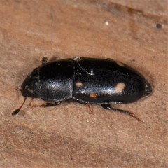 Glischrochilus siepmanni