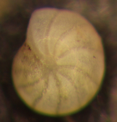 Elphidiella hannai