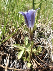 Gentiana newberryi newberryi
