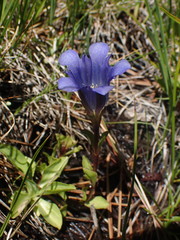 Gentiana newberryi newberryi