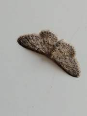 Idaea seriata