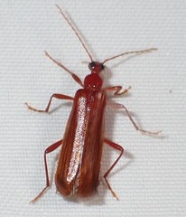 Dendroides ephemeroides