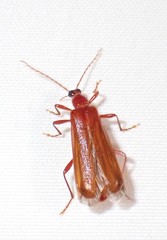 Dendroides ephemeroides