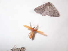 Dendroides ephemeroides