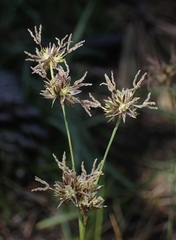 Juncus nevadensis