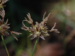 Juncus nevadensis