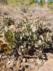 Searsia magalismontana magalismontana