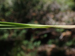 Juncus nevadensis
