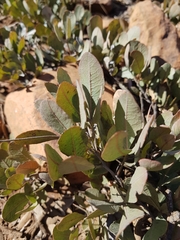 Searsia magalismontana magalismontana