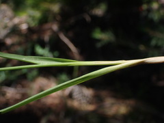 Juncus nevadensis