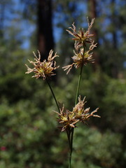 Juncus nevadensis
