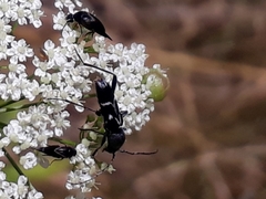 Chlorophorus sartor