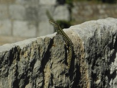 Podarcis muralis