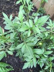 Cosmos atrosanguineus