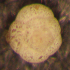 Trochammina pacifica