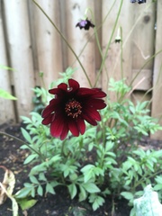 Cosmos atrosanguineus