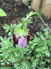 Cosmos atrosanguineus
