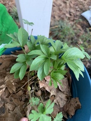 Lamprocapnos spectabilis
