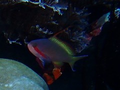 Pseudanthias huchtii