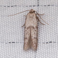 Hypatopa punctiferella