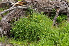 Potentilla flabellifolia