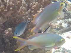 Pseudanthias huchtii