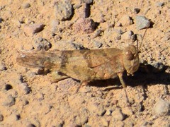 Trimerotropis occidentalis