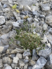 Draba ladina