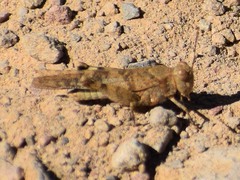Trimerotropis occidentalis