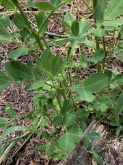 Arachis hypogaea