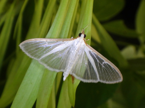 Four-spotted Palpita Moth photo 4