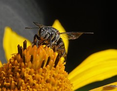 Coelioxys sayi