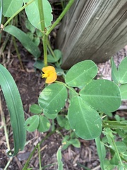 Arachis hypogaea