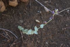 Streptanthus barbatus