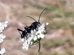 Chlorophorus sartor