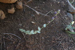 Streptanthus barbatus