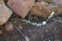 Streptanthus barbatus