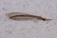 Neuroleon arenarius