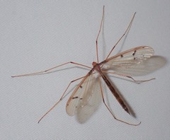 Tricyphona