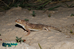 Stenodactylus doriae