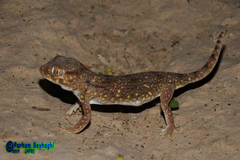 Stenodactylus doriae
