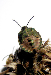 Carpocoris melanocerus